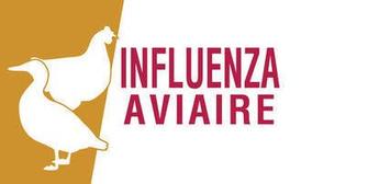 influenza aviaire